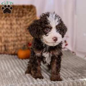 Hawk, Mini Bernedoodle Puppy
